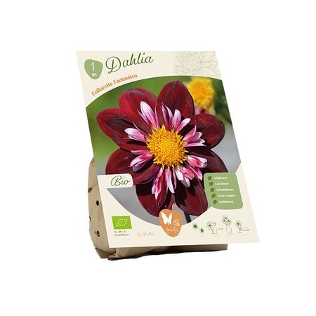 Bio dahlia coll fantastico 1st