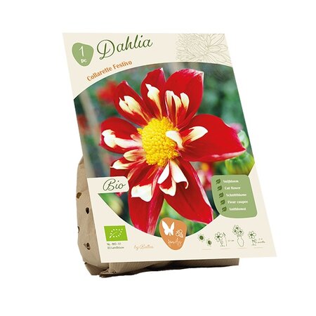 Bio dahlia coll festivo 1st