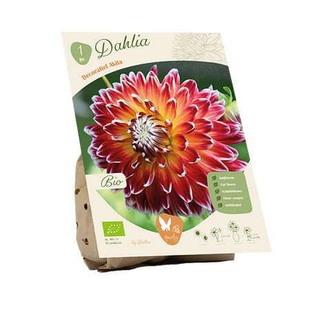 Bio dahlia decorative akita 1st