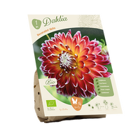 Bio dahlia decorative akita 1st