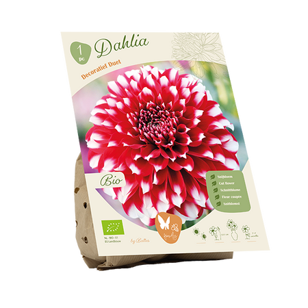 Bio dahlia decorative duet 1st
