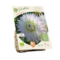 Bio dahlia dinnerplate kiev 1st