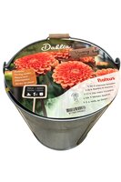 Bio dahlia in zinken emmer assorti