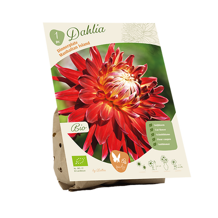 Bio dahlia manhattan island 1st