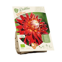 Bio dahlia manhattan island 1st
