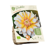 Bio dahlia seattle 1st