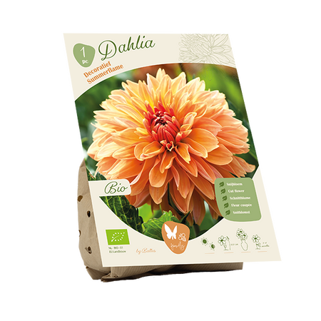Bio dahlia summerflame 1st