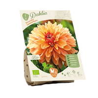 Bio dahlia summerflame 1st