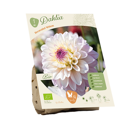 Bio dahlia wittem 1st