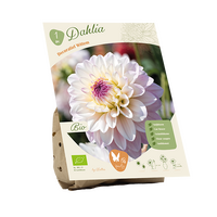 Bio dahlia wittem 1st