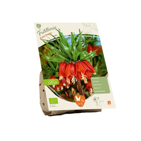 Bio - fritillaria early dream 1st