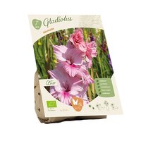 Bio - gladiolus adrenalin 7st