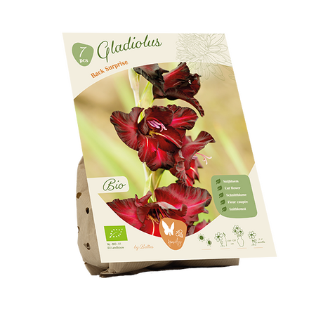 Bio - gladiolus back surprise 7st