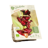 Bio - gladiolus back surprise 7st