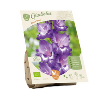 Bio gladiolus mauve muse 7st