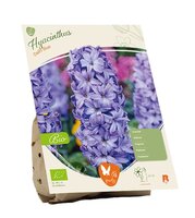 Bio - hyacint delft blue 5st