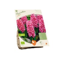 Bio - hyacint fondant 5st