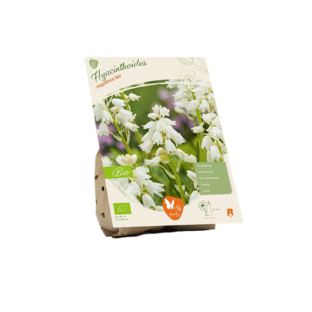Bio hyacinthoides hispanica wit 10st