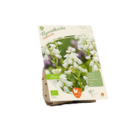 Bio hyacinthoides hispanica wit 10st