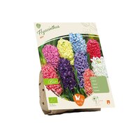 Bio - hyacinthus mix 5st