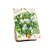 Bio - leucojum a. gravetye g. 5st