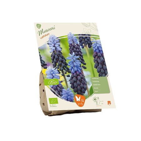 Bio - muscari latifolium 10st