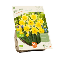 Bio narcis early sensation 5st