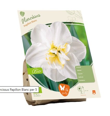 Bio - narcis papillon blanc 5st