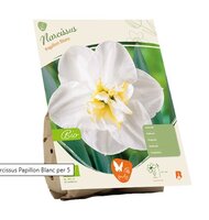 Bio - narcis papillon blanc 5st