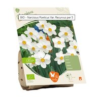 Bio - narcis poeticus v rec. 5st