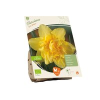 Bio - narcissus dick wilden 5st