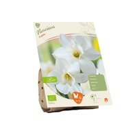 Bio - narcissus pueblo 7st