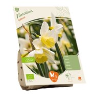 Bio - narcissus sailboat 5st