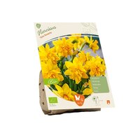 Bio - narcissus tete rosette 10st