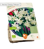 Bio - narcissus tr. thalia 7st
