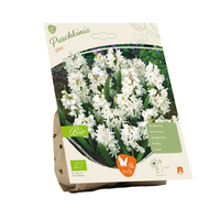 Bio puschkinia alba 10st