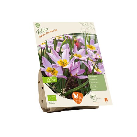 Bio - tulipa bakeri llc wndr 10st