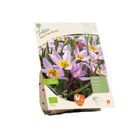 Bio - tulipa bakeri llc wndr 10st
