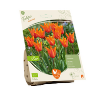 Bio  tulipa ballerina 5st