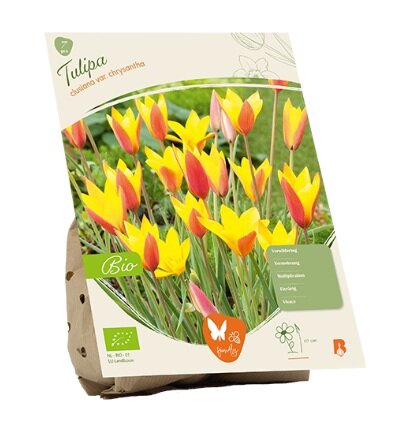 Bio - tulipa clusiana v chrys 7st