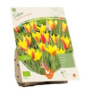 Bio - tulipa clusiana v chrys 7st
