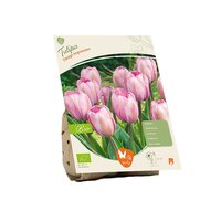 Bio - tulipa design imprssion 5st