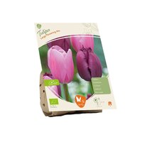 Bio - tulipa lrg flowerng mix 5st