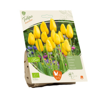 Bio tulipa muscadet 5st