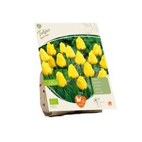 Bio - tulipa novi sun 5st