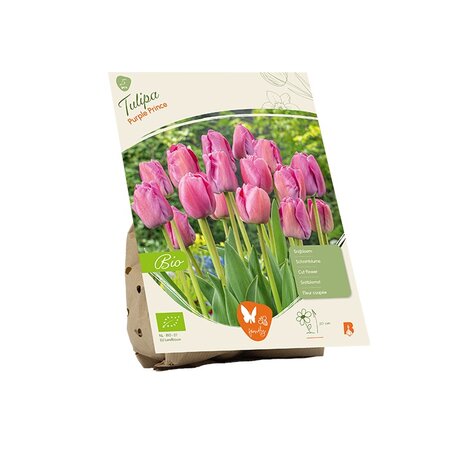 Bio - tulipa purple prince 5st