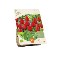 Bio  - tulipa red impression 5st