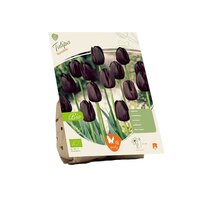 Bio - tulipa ronaldo 5st