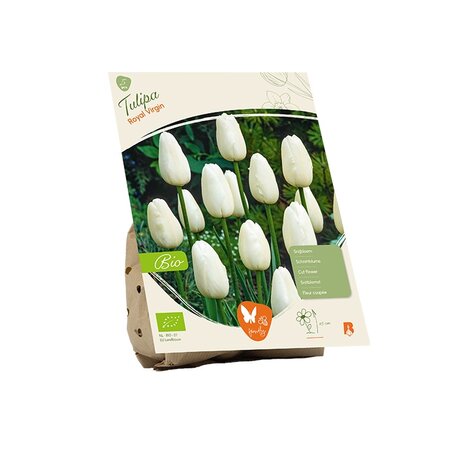 Bio - tulipa royal virgin 5st