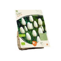 Bio - tulipa royal virgin 5st